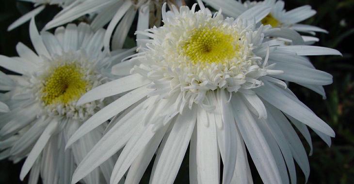 Leucanthemum 'Christine Hagemann' (Superbum-Group)